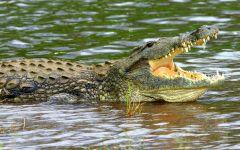 crocodile 202x84